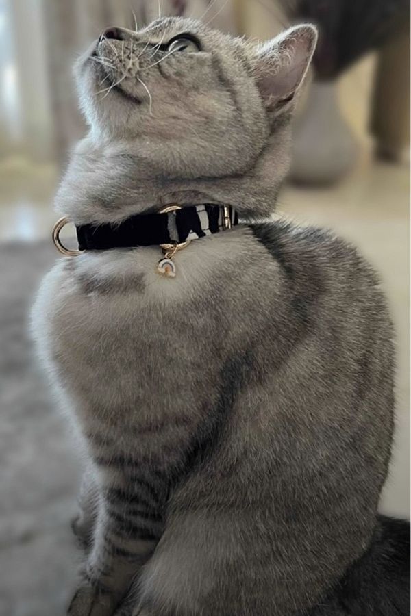 Charmed cat collar outlet