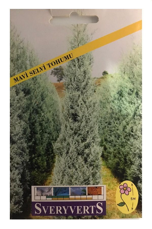 Mavi Selvi Ağacı Tohumu Paket