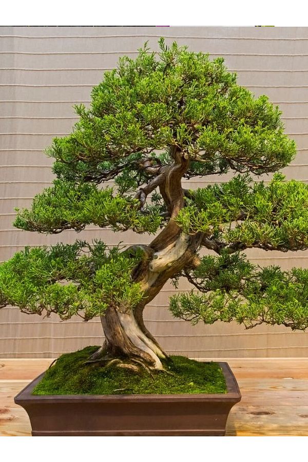 +10 Adet Ardıçlı Bonsai Çiçeği Tohumu