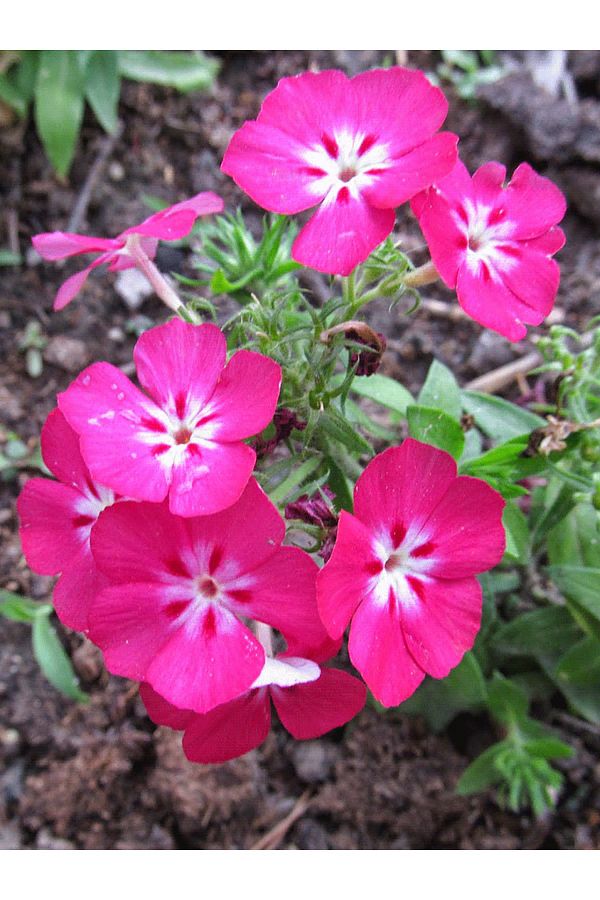 +10 Adet Flox Phlox Çiçeği Tohumu