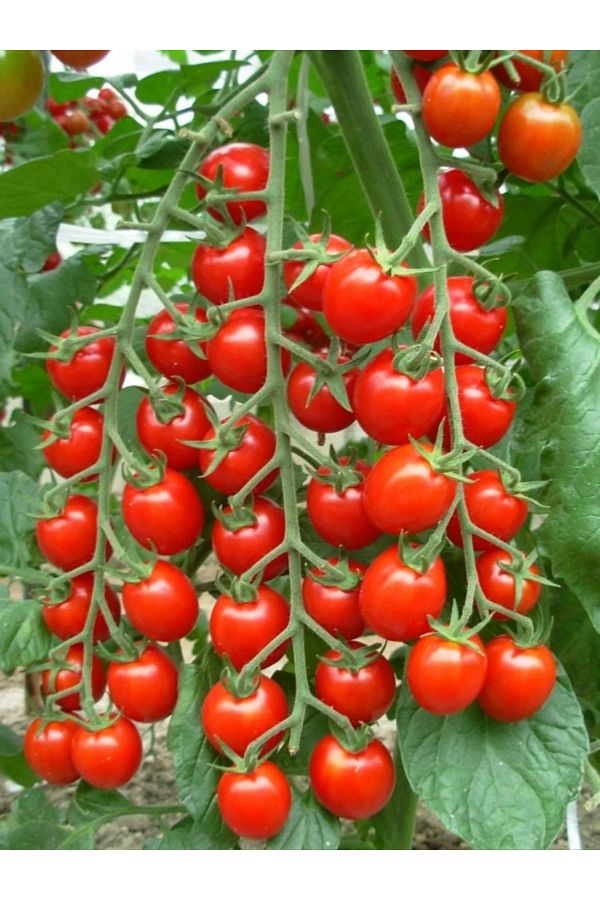 +50 Adet Sırık Domates Tohumu