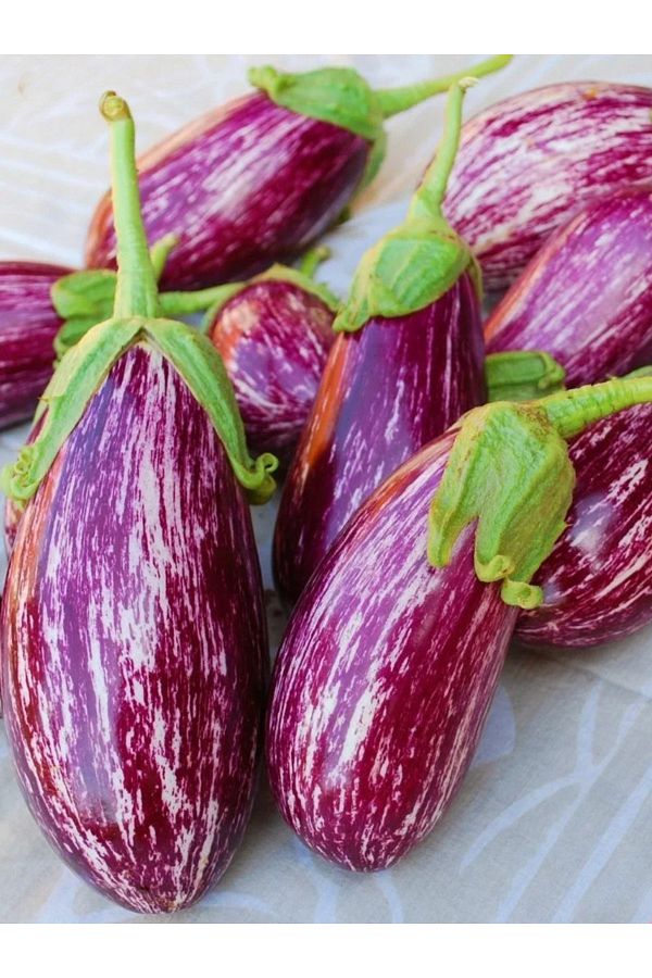 +100 Adet Yamula Patlıcan Tohumu