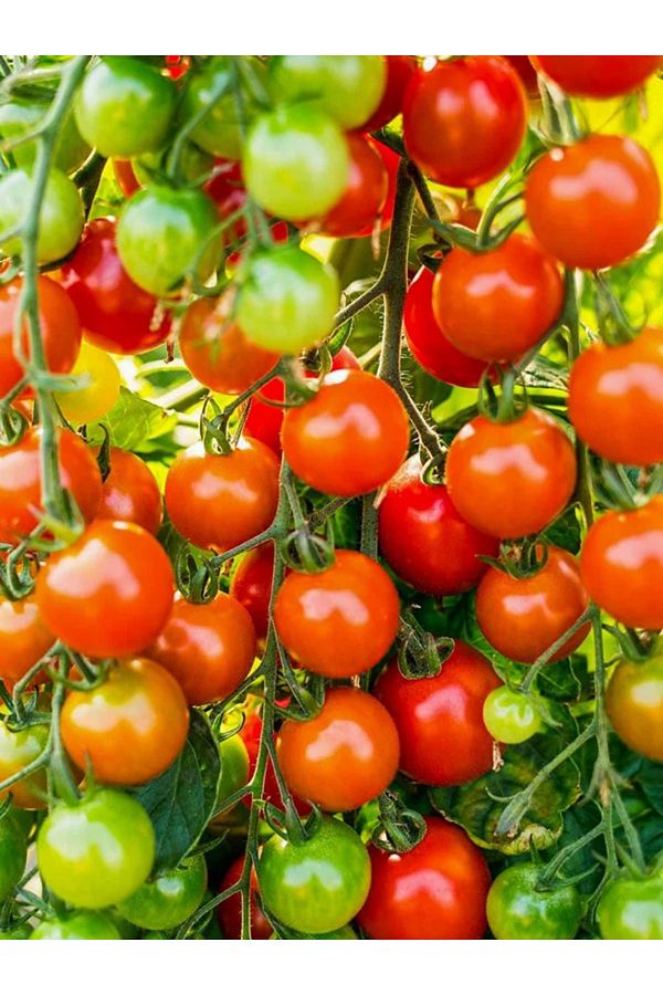 +50 Adet Çeri Domates Tohumu Cherry
