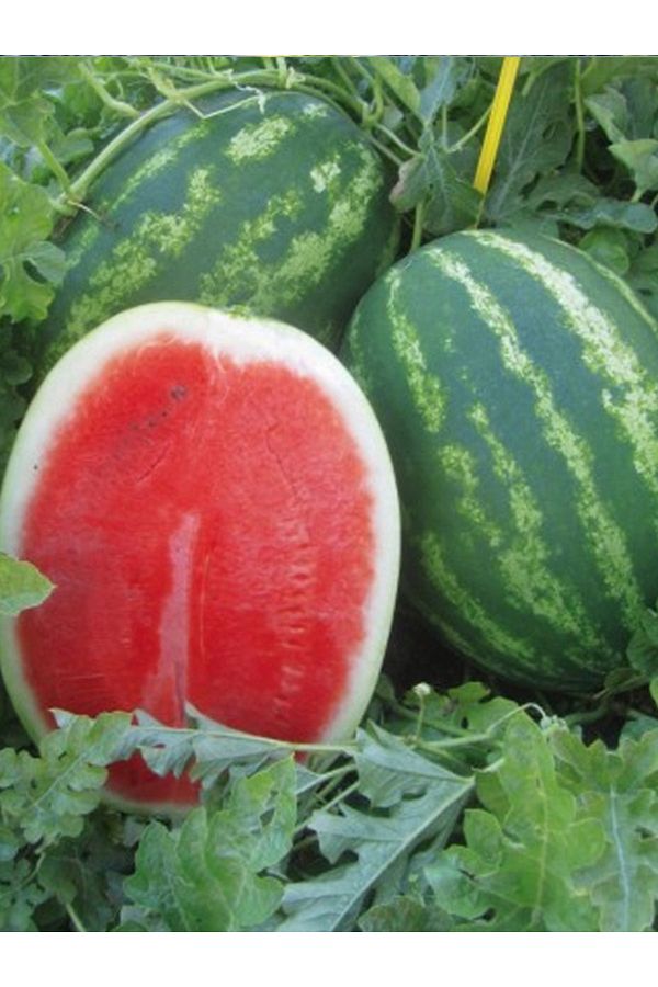 +50 Adet Crimson Sweet Karpuz Tohumu
