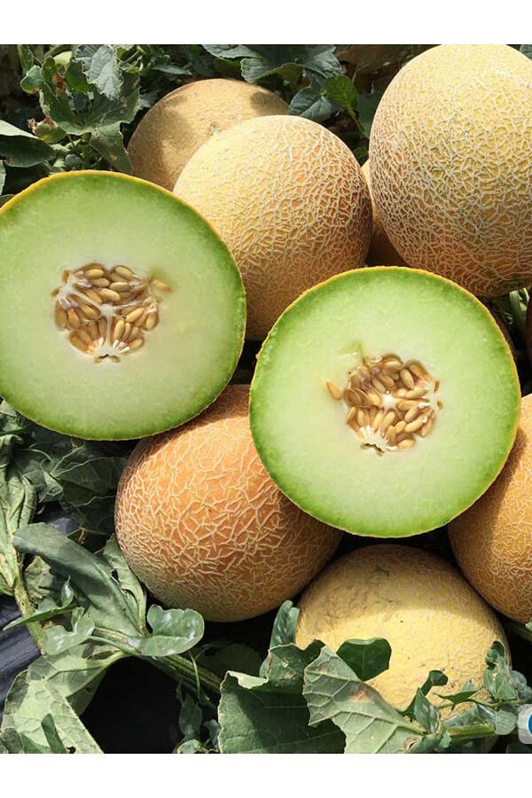 +20 Adet Ananas Kavun Tohumu