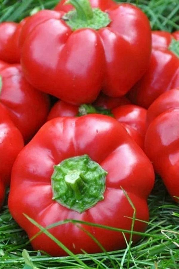 +50 Adet Domates Biberi Tohumu