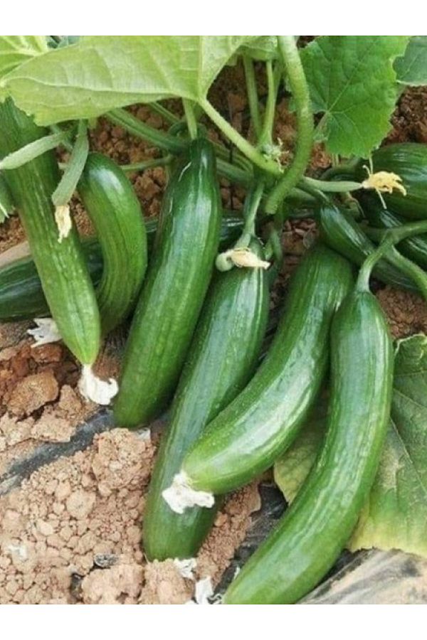+100 Adet Köy Salatalık Tohumu