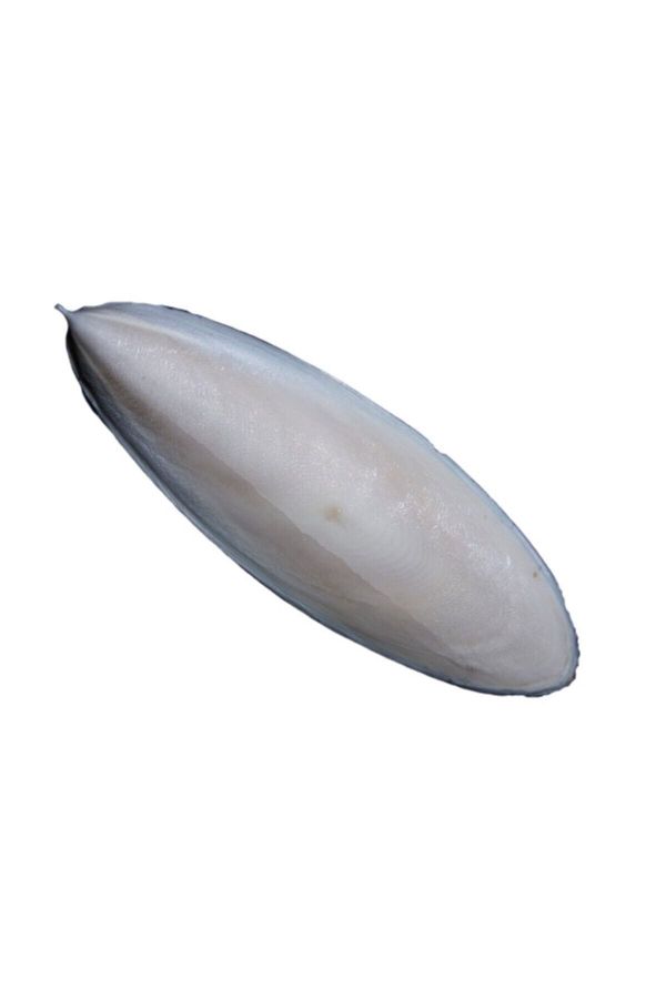 Kalamar Kemiği Mürekkep Balığı Kemiği 10-12 cm