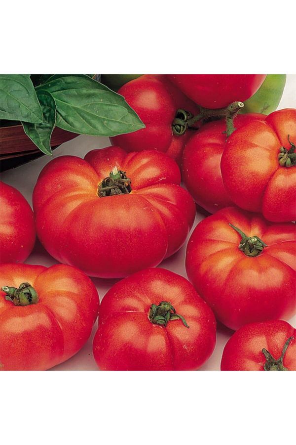 + 20 Adet Domates Marmande Tohumu + Sürpriz Hediye Tohum