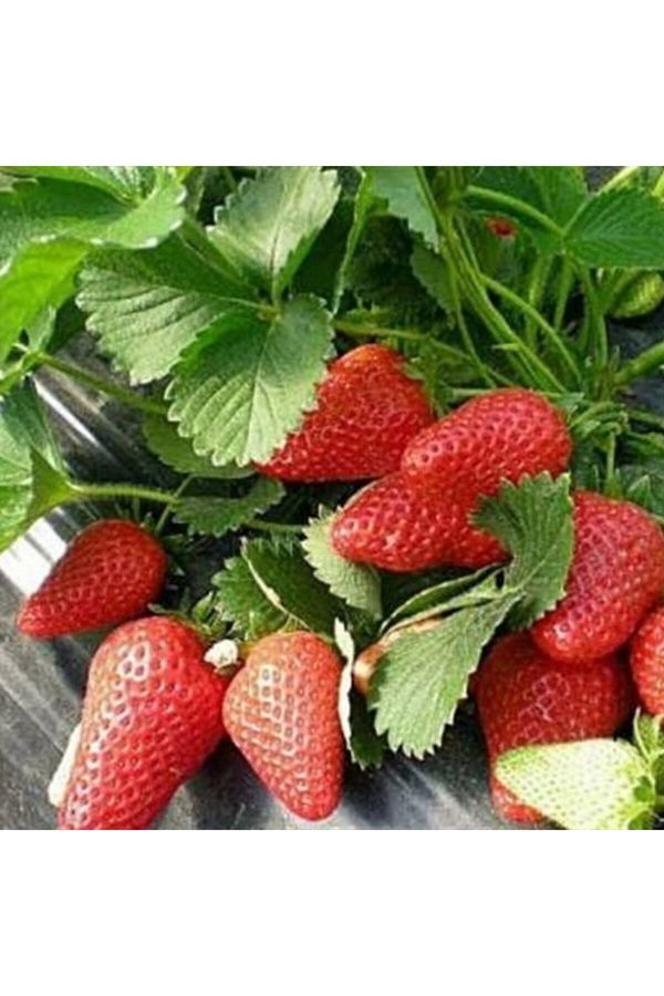 + 20 Adet Yediveren Çilek Tohumu + Sürpriz Hediye Tohum