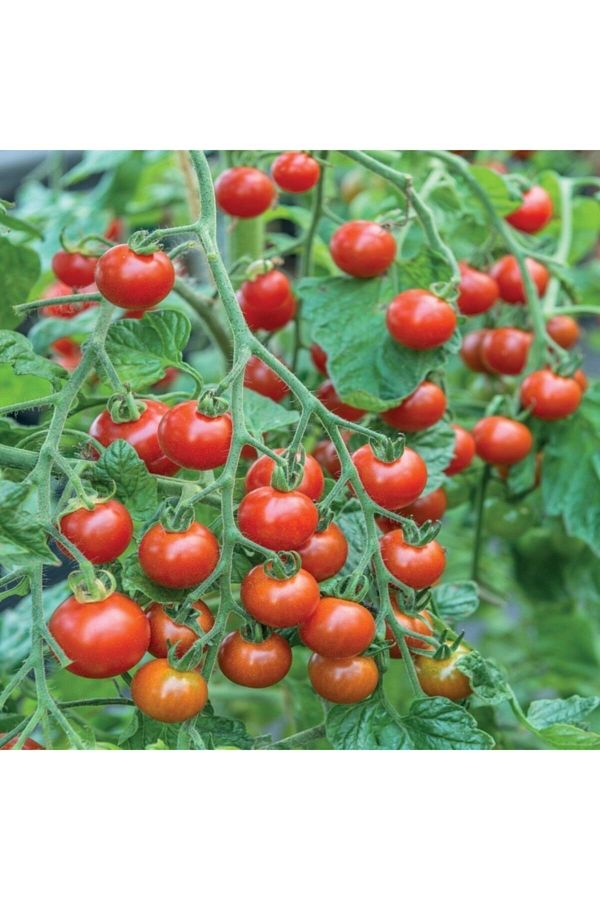 20 Adet Chery Domates Çeri Tohumu + Sürpriz Hediye Tohum
