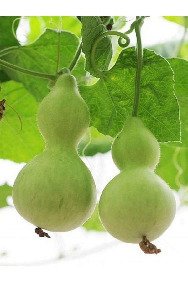 5 Adet Su Kabağı Tohumu