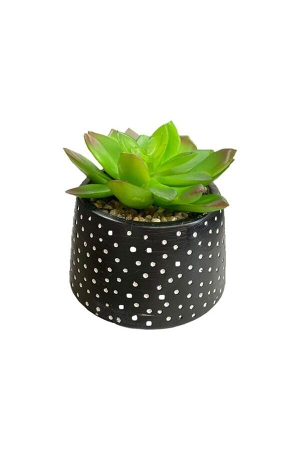 Beyaz Puan Saksılı Sukulent 12 cm