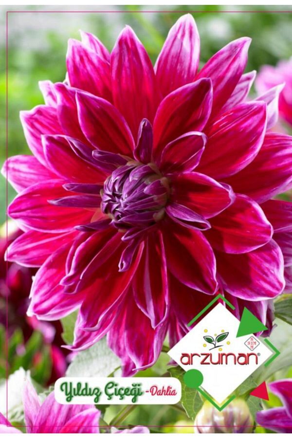 Arzuman Yıldız Çiçeği Tohumu 30 Tohum Dahlia