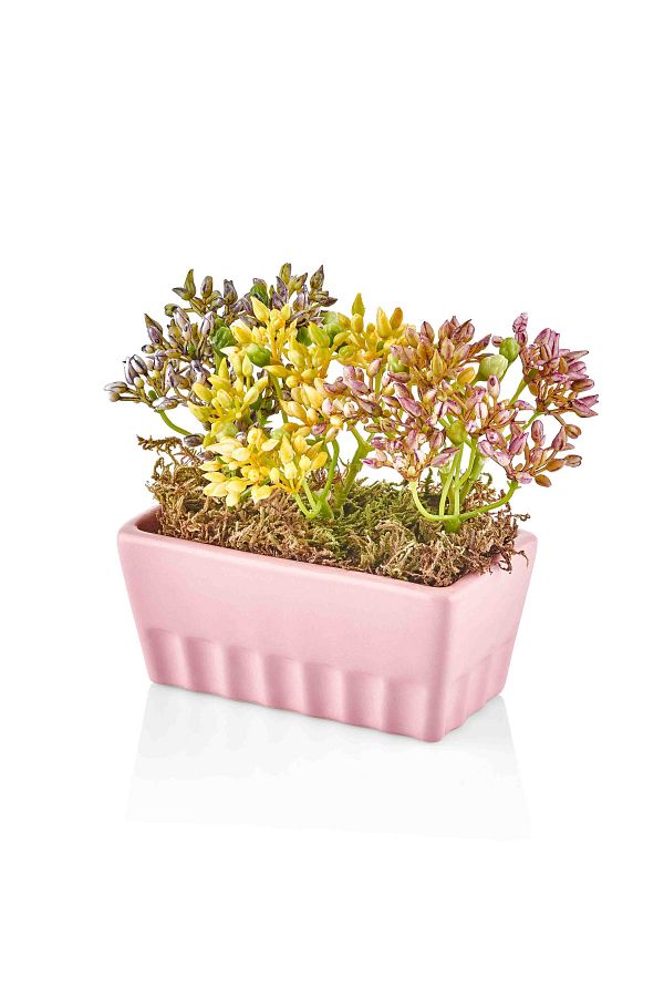 Fiorina Saksılı Çiçek Pembe CCK0026