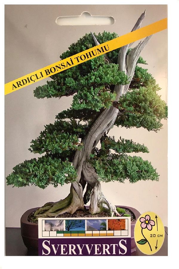 Ardıçlı Bonsai Çiçeği Tohumu Paket