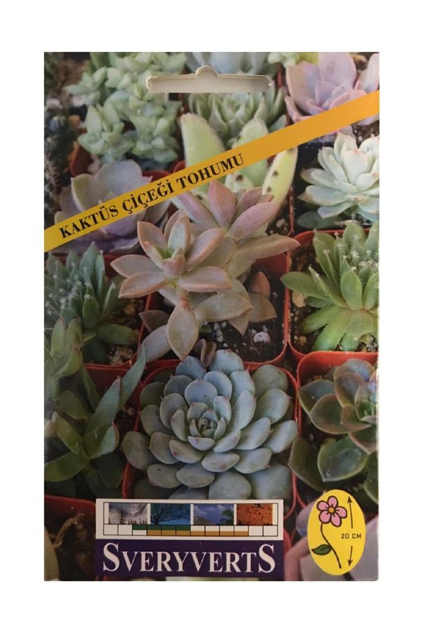Kaktüs Çiçeği Tohumu Paket