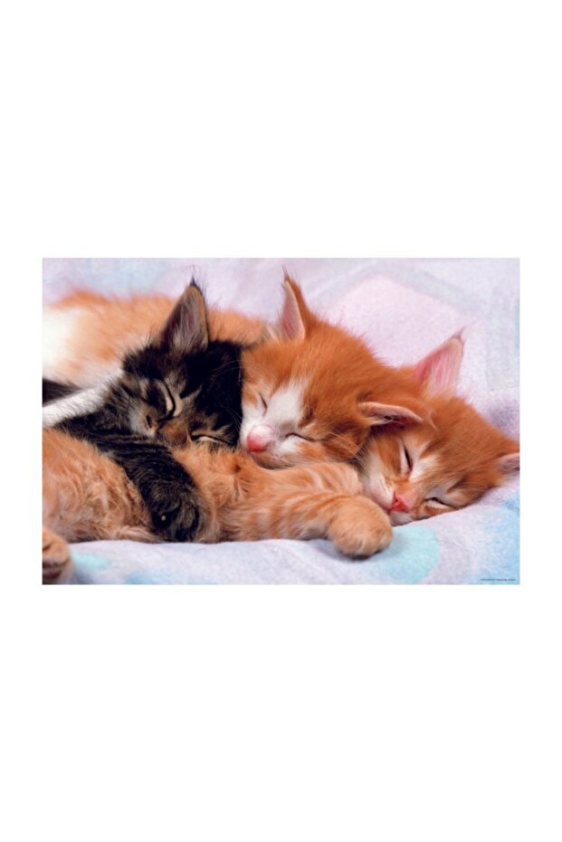 Puzzle Kittens 500 Piece Puzzle