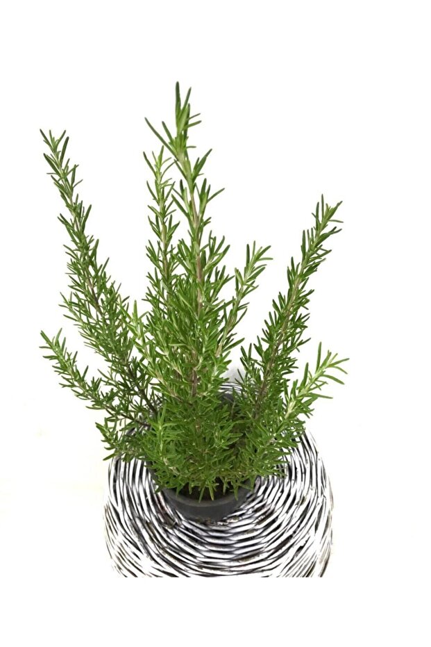Biberiye Bitkisi  Rosmarinus Officinalis - 2