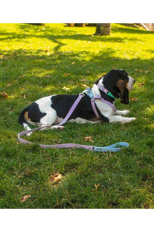Su Geçirmez Biothane Köpek Göğüs ve Boyun Tasması Seti - 1