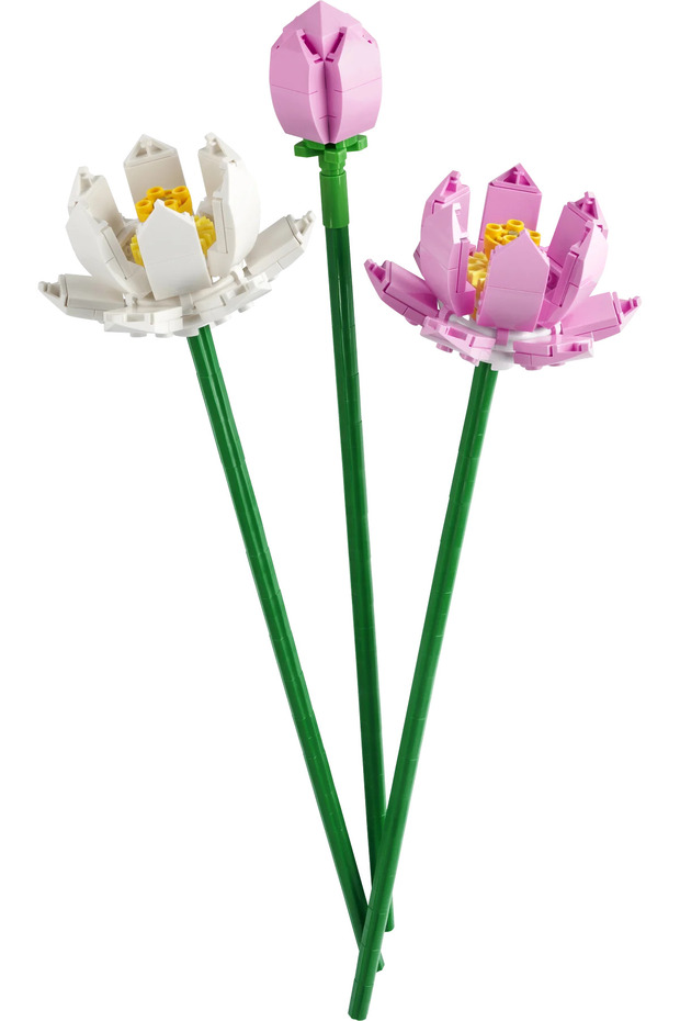 Lotusblumen 40647 - 2