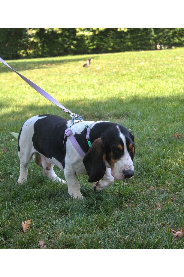 Su Geçirmez Biothane Köpek Göğüs ve Boyun Tasması Seti - 2