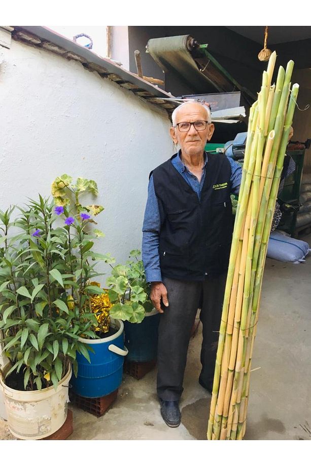 Bambu Fidan Bitki Destek Çubuğu 200 Cm 10 Adet (fide, Fidan, Domates Ve Fasulye) - 1
