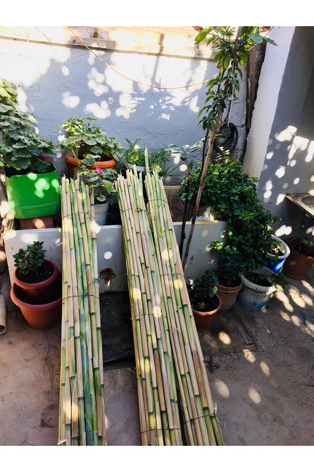 Bambu Fidan Bitki Destek Çubuğu 200 Cm 10 Adet (fide, Fidan, Domates Ve Fasulye) - 5