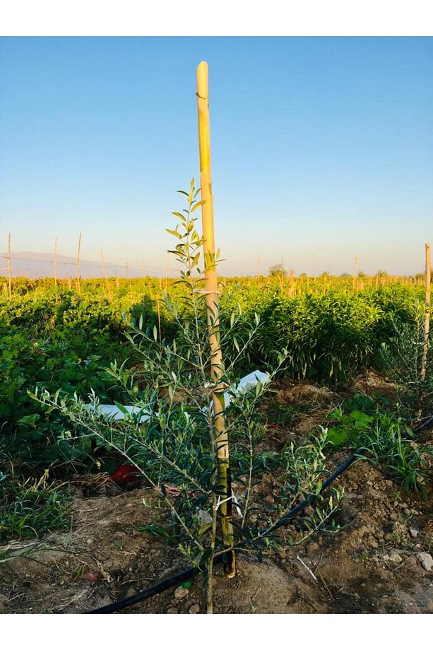Bambu Fidan Bitki Destek Çubuğu 200 Cm 10 Adet (fide, Fidan, Domates Ve Fasulye) - 2