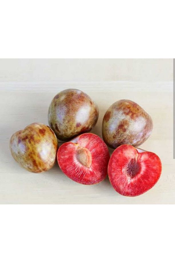 Tüplü Yarı Bodur Red Heart Erik Fidanı - 1