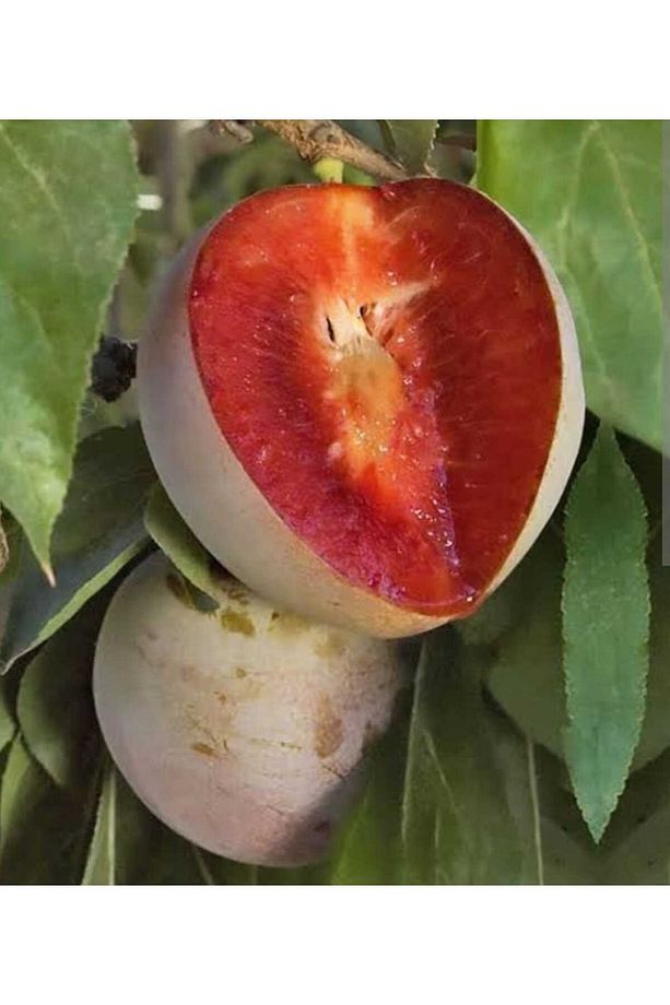 Tüplü Yarı Bodur Red Heart Erik Fidanı - 2
