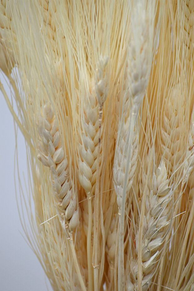 Şoklanmış Başak (Buğday Başağı) - Beyaz - 3