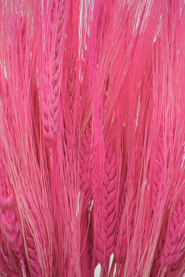 Şoklanmış Başak (Buğday Başağı) - Pembe - 3