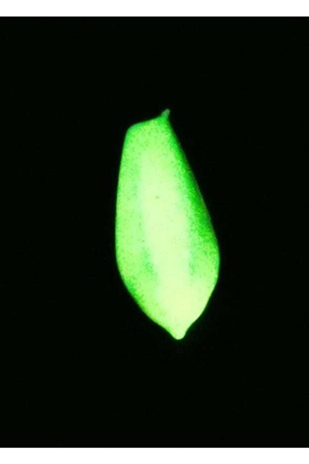 Fosforlu Olta Kurşunu - 2