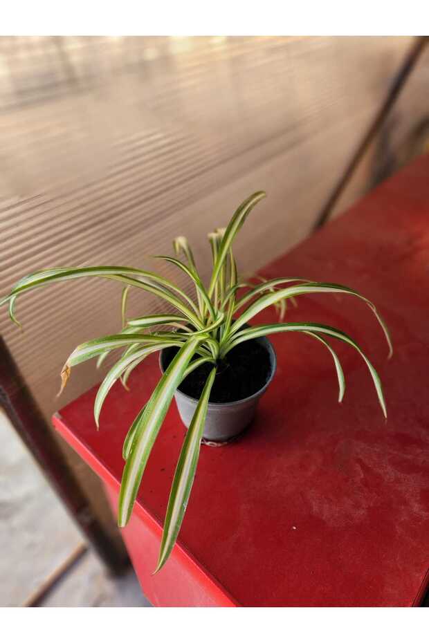 Kurdele ciçeği - 2