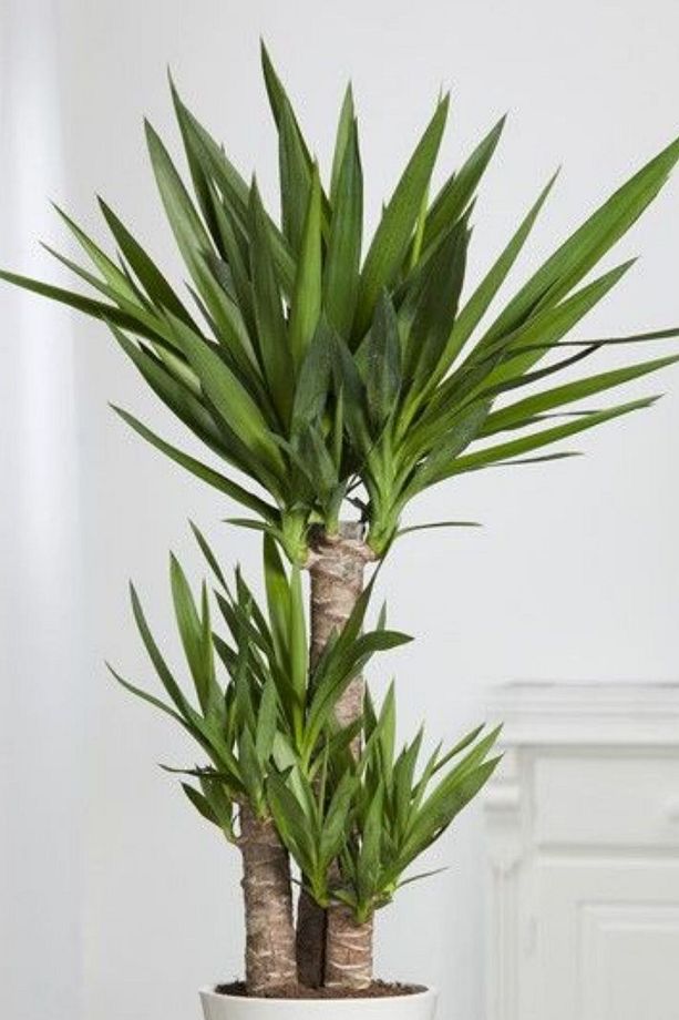 Yucca - Yuka Bitkisi Üç Gövdeli Yucca Avize Çiçeği Canlı Salon Bitkisi 120 - 130 cm - 1