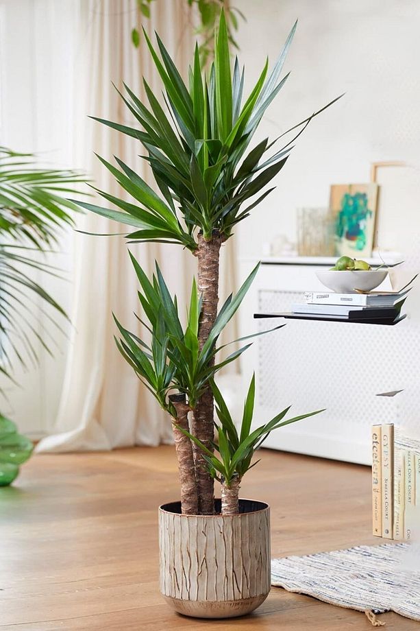 Yucca - Yuka Bitkisi Üç Gövdeli Yucca Avize Çiçeği Canlı Salon Bitkisi 120 - 130 cm - 2
