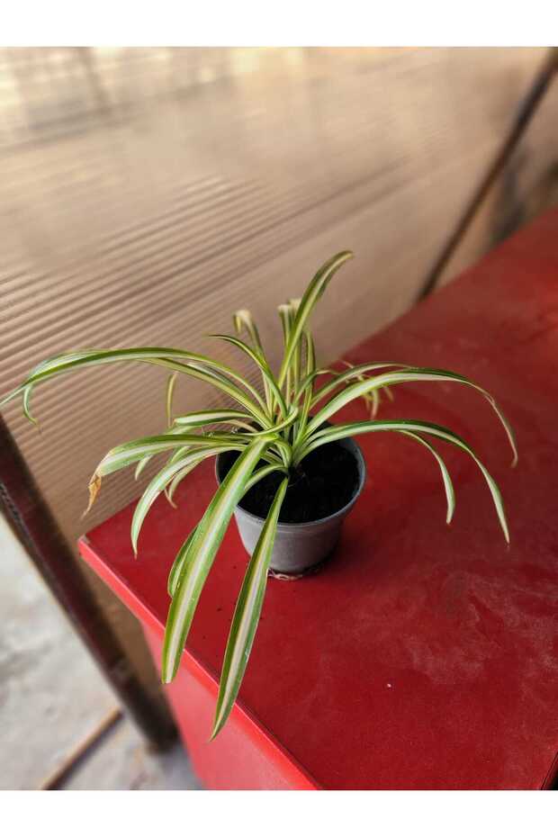 Kurdele ciçeği - 1