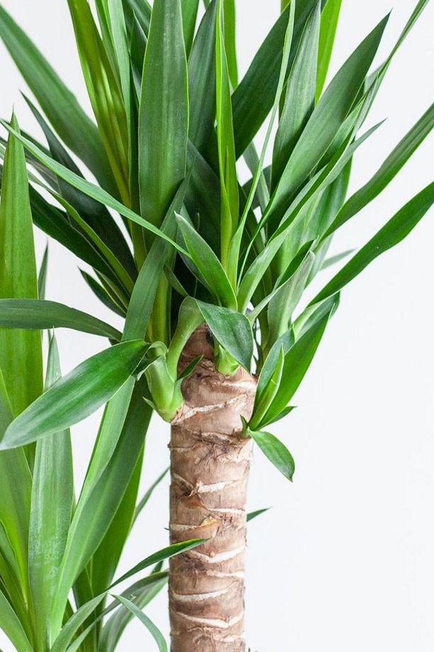 Yucca - Yuka Bitkisi Üç Gövdeli Yucca Avize Çiçeği Canlı Salon Bitkisi 120 - 130 cm - 3