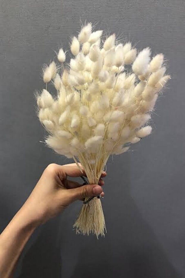 A bunch of natural cotton grass flowers with shock