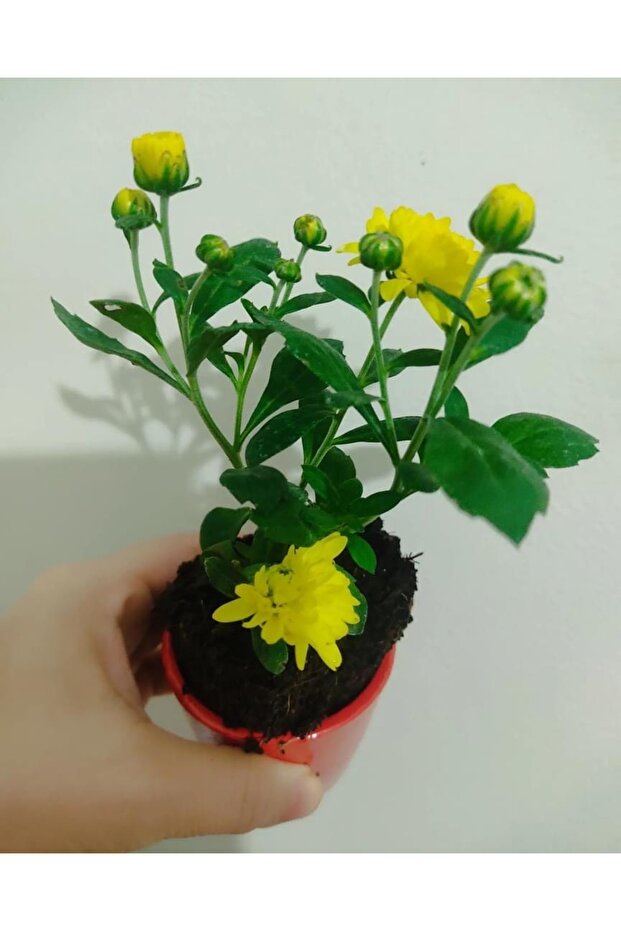 20 Adet Kasimpati Cicegi Fidesi (10-15 CM) Tomurcuklu Turuncu -sari -kirmizi-beyaz Renkler - 5