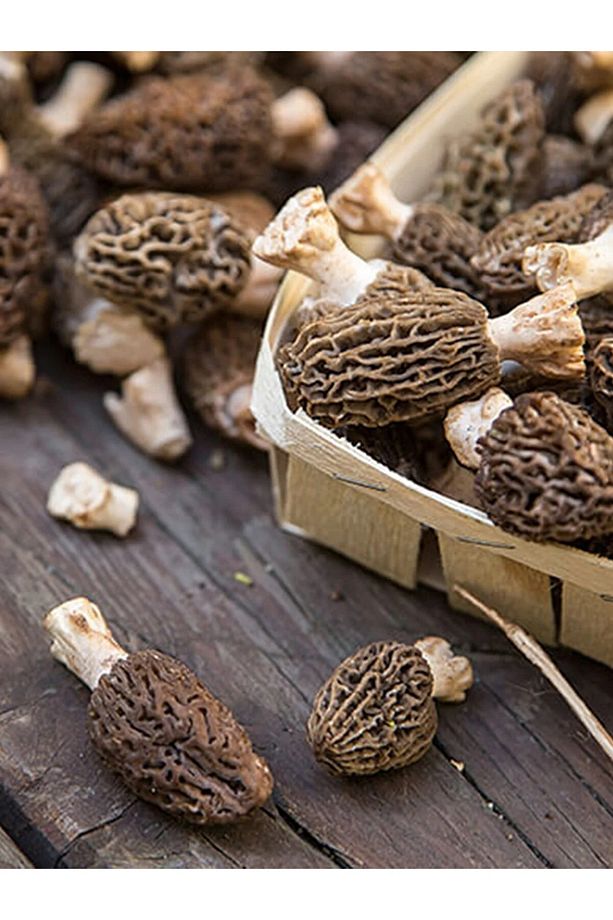 Kuzu Göbeği Mantarı Deneme Kiti Mantar Deneme Kiti 2 Adet - 7