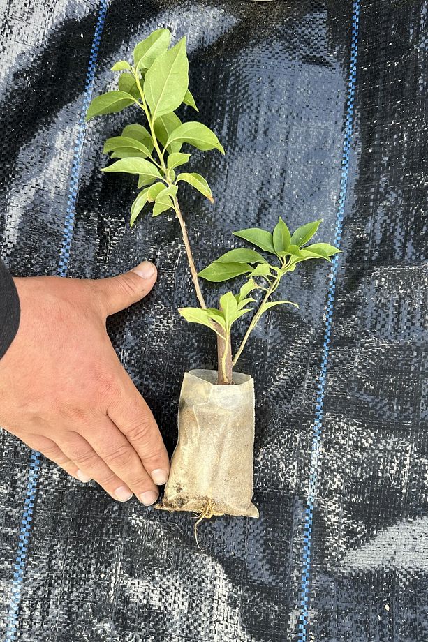Sarı Begonvil Çiçeği Fide Fidan 20-25 Cm /şuan Çiçeksizdir - 4