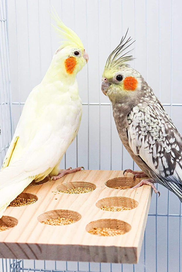 Natural Eye Feeder Wooden Bird Cage Stand: Perch, Toys and Accessories