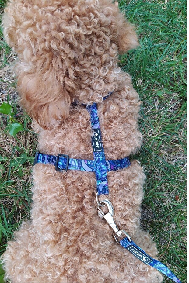 طوق للكلاب من النوع H من Periwinkle متوسط - 2