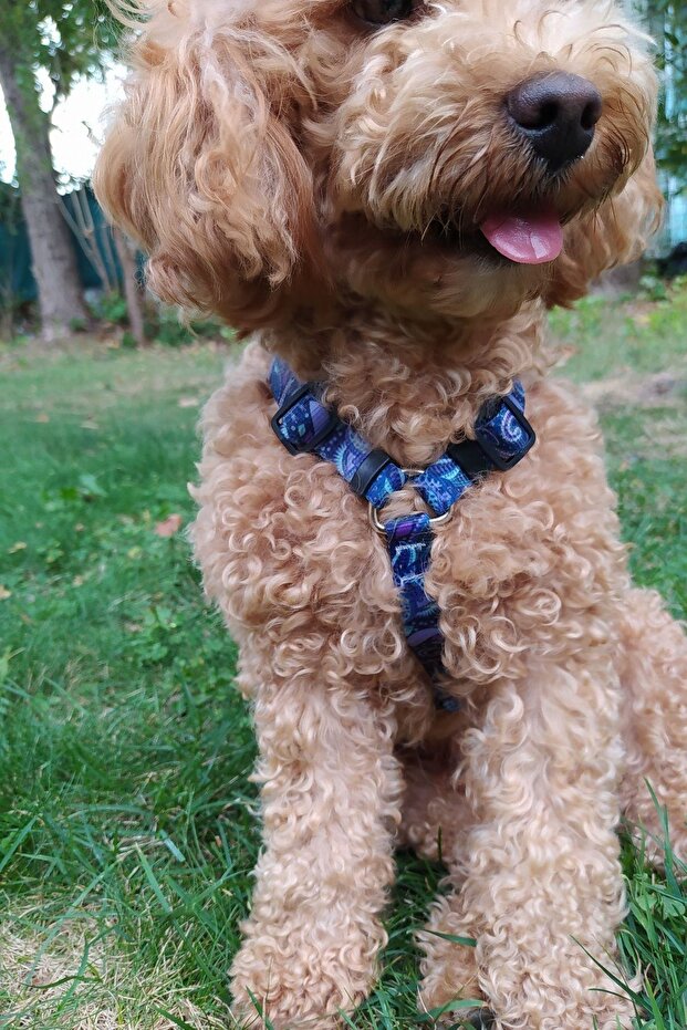 طوق للكلاب من النوع H من Periwinkle متوسط - 3