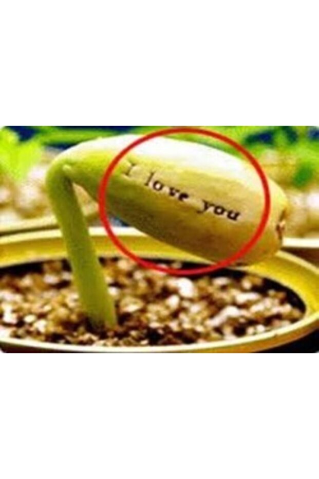 Magic Egg - Sihirli Yumurta - 3