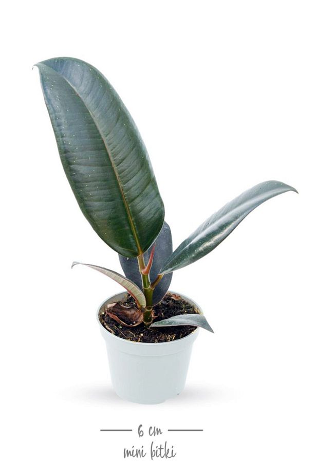 Ficus Elastica Robusta - Set 2 Adet Kauçuk Çiçeği Mini - Ev Ofis Salon Iç Mekan Bitkisi - Baby - 2
