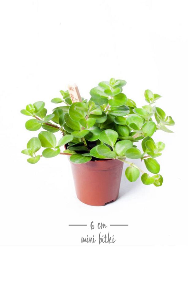 Peperomia Rotundifolia - Set 2 Adet Zümrüt Dalgası Çiçeği Mini - Ev Ofis Salon Iç Mekan Bitkisi - 2