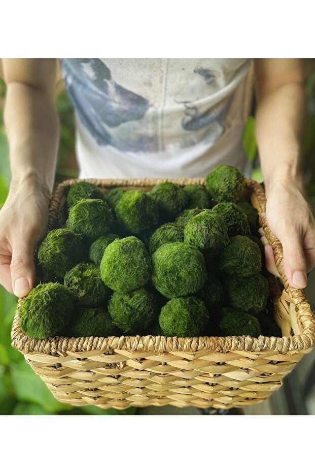 Marimo Dev Yosun Topu Mossball 1 Ad. Çap ( 4-6 Cm ) - 1